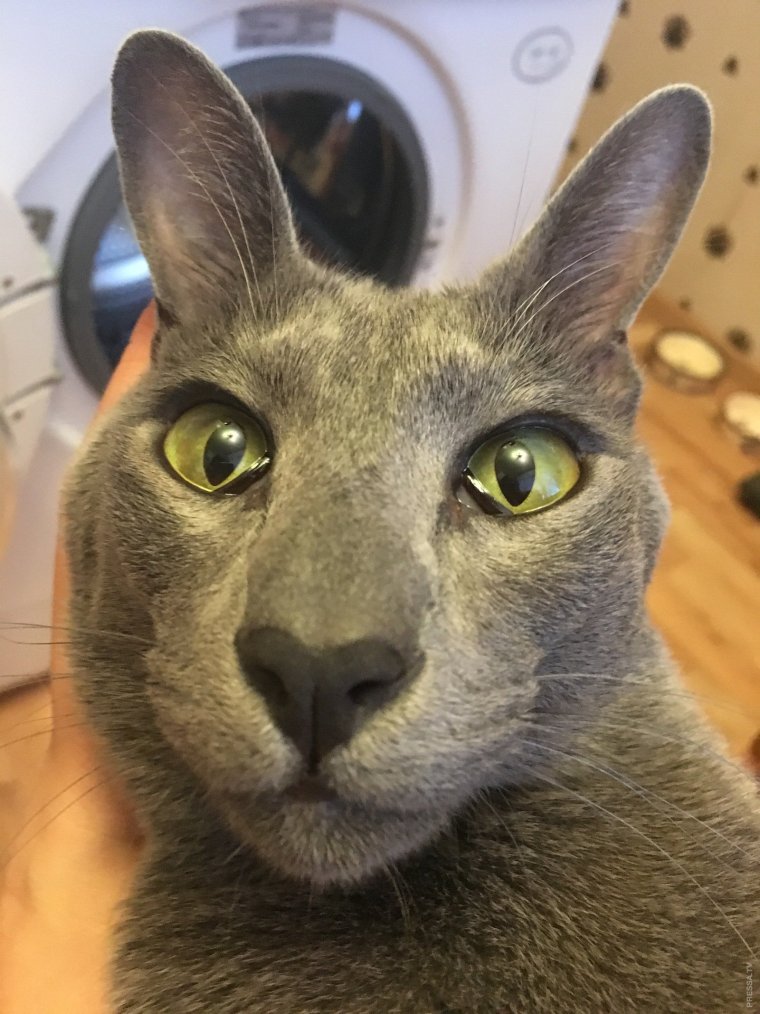 Кот грузин порода Ориентал