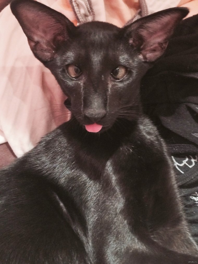 Коты ориенталы грузины