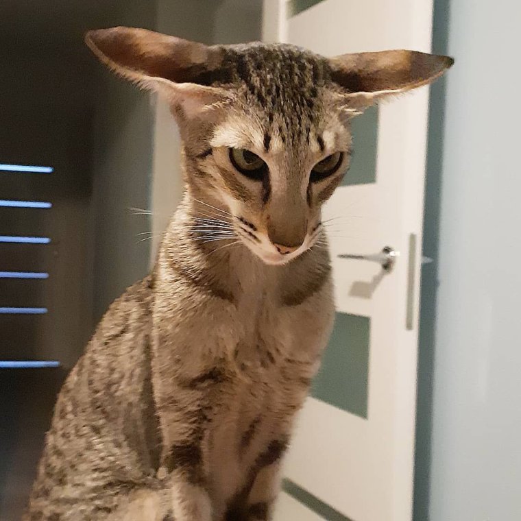 Ориентальная кошка