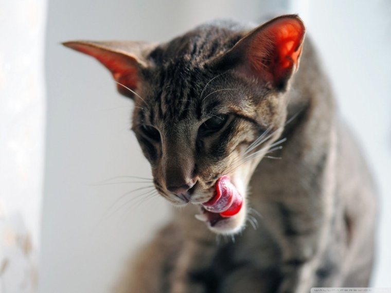 Толстый ориентальный кот