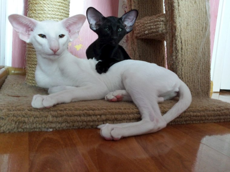 Кот грузин порода Ориентал