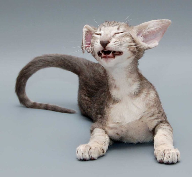 Ориентал смешной