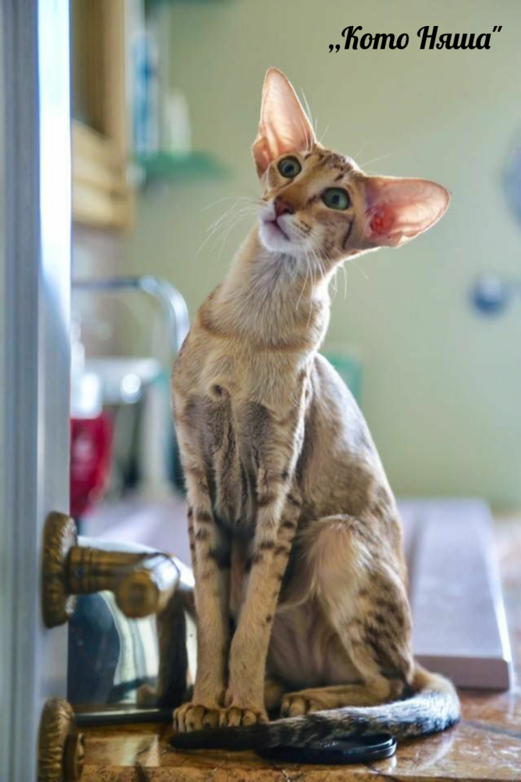 Котопес Ориентал