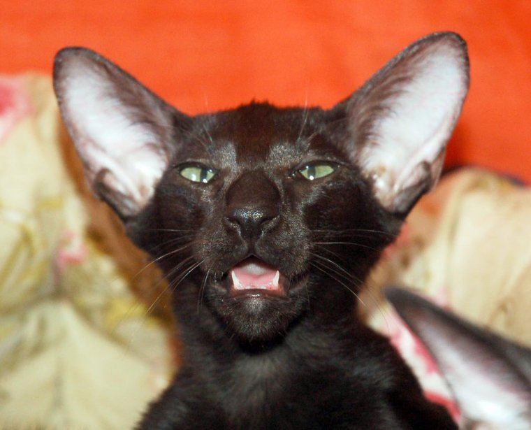 Ориентальная кошка чёрная Грузинская