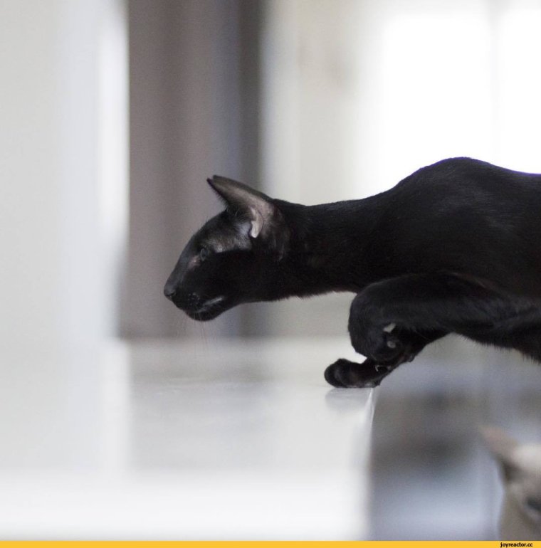 Кот Бруно черно белый Ориентал