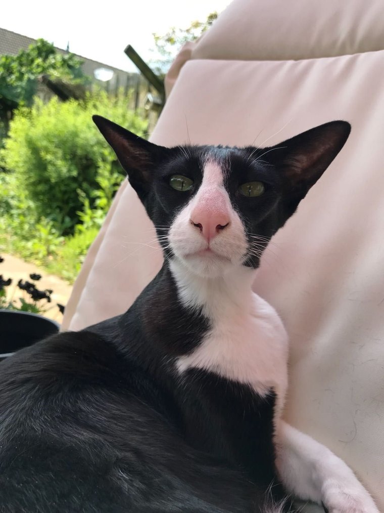 Коты ориенталы грузины