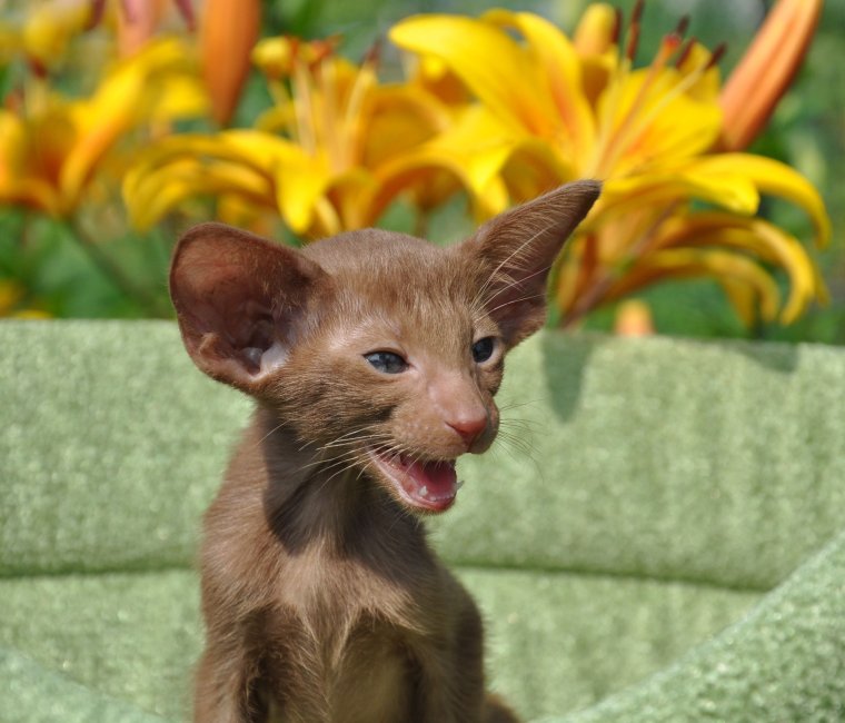 Ориентальная кошка циннамон