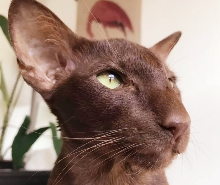 Ориентал Гавана Браун