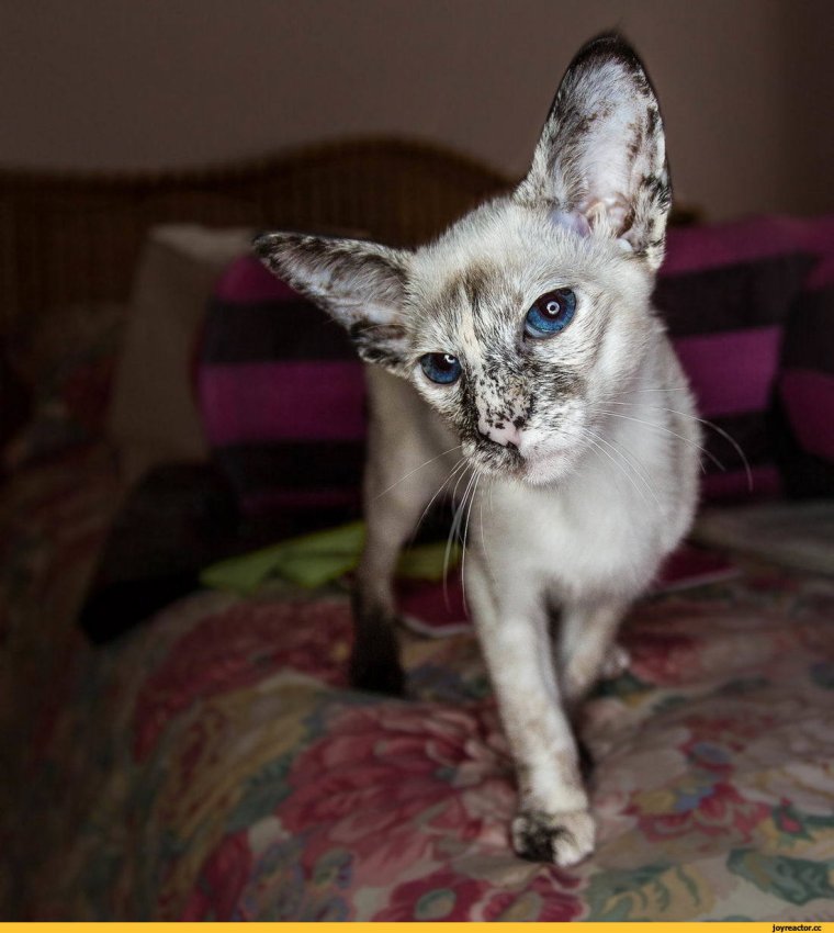 Коты ориенталы видео приколы