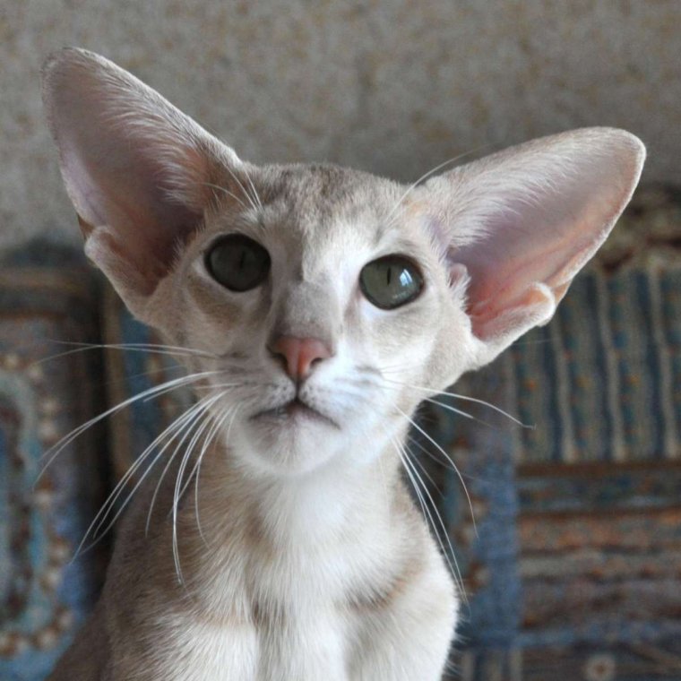 Коты ориенталы грузины