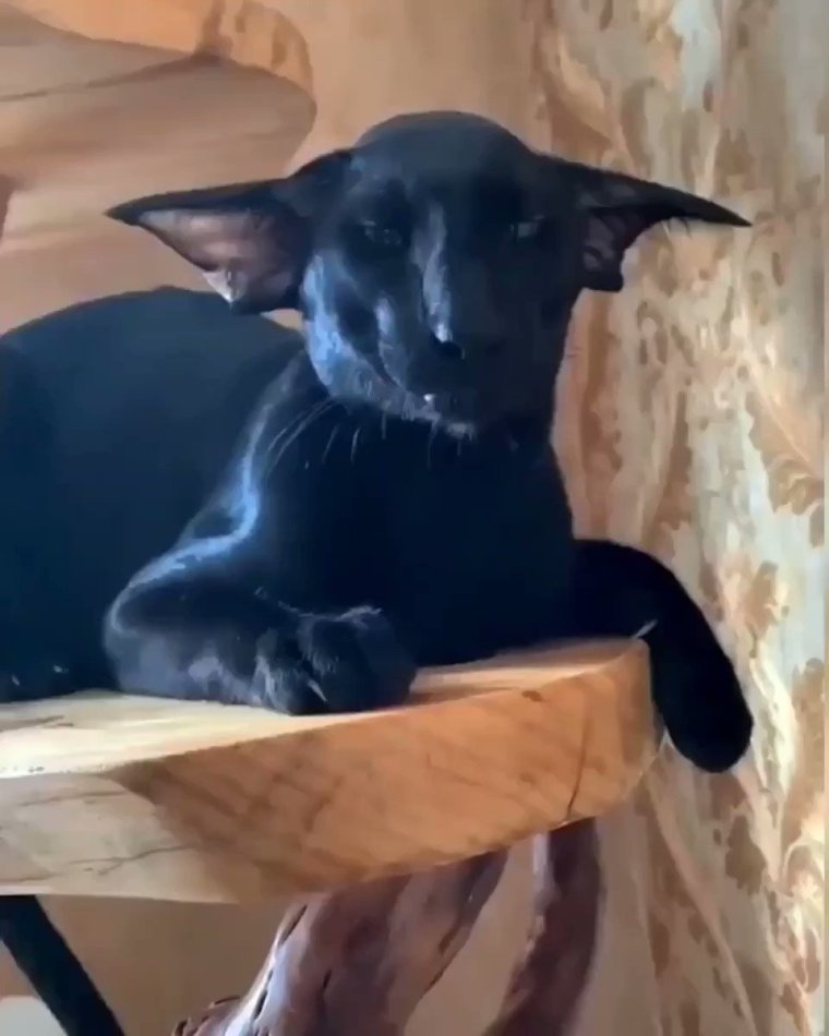 Ориентальная кошка