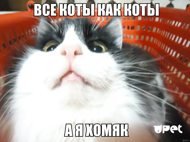 Смешные мемасы с котанами