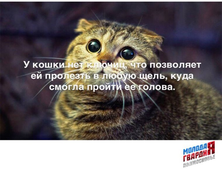 Коты с матами