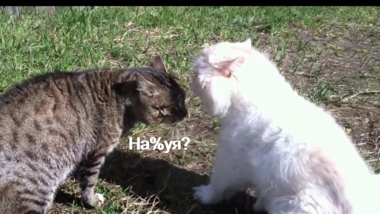 Кошки с матом