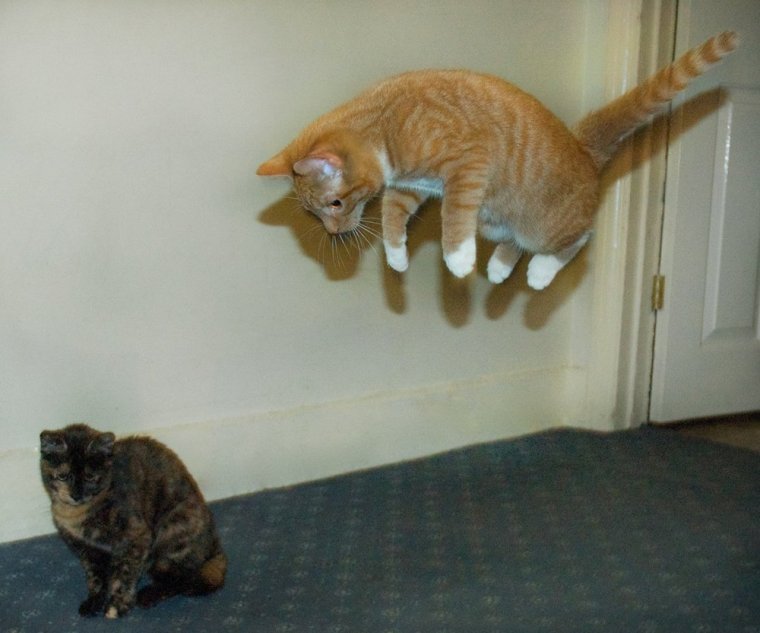 Коты демотиваторы с матом