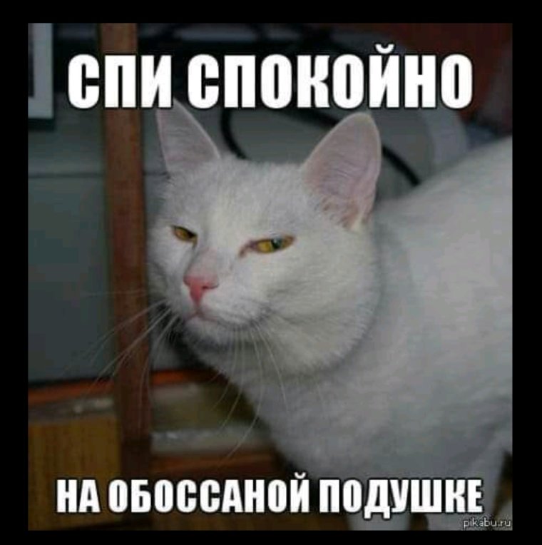 Спокойной ночи Мем коты