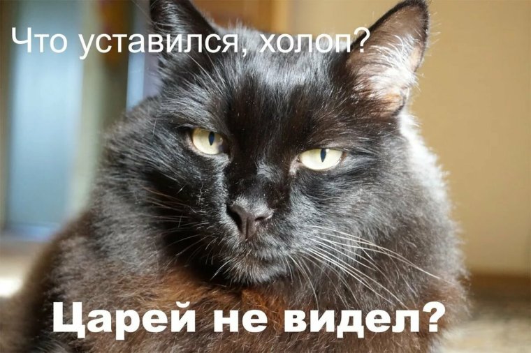 Я тебя люблю смешные картинки