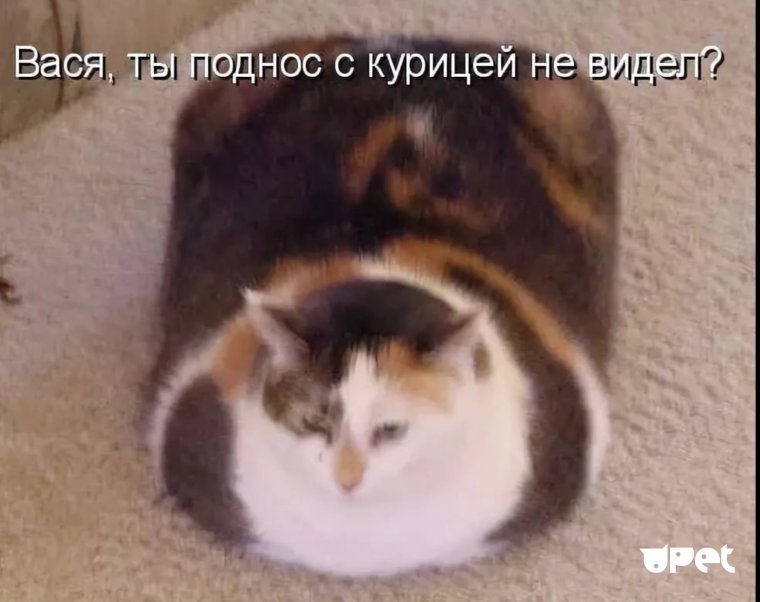 Мемы с котами с надписями до слез