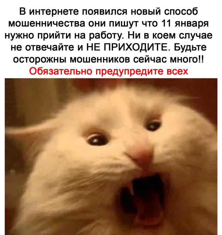 Смешные мемы про котов