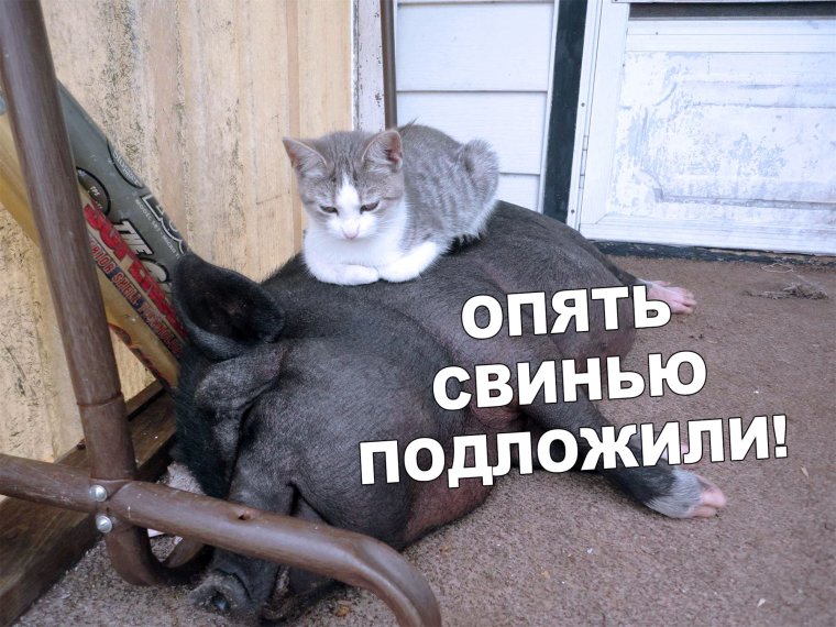 Мемы про животных с надписями