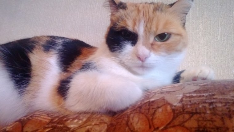 Мемы с котами с надписями с матами