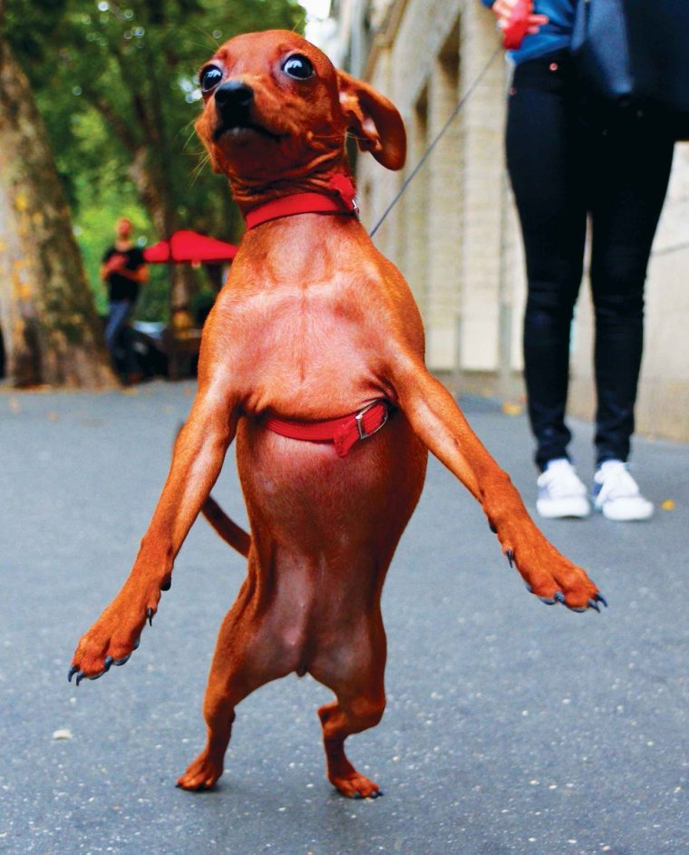 Смешная собака искаженная