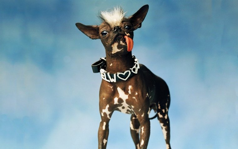 Смешные собаки породы боксер