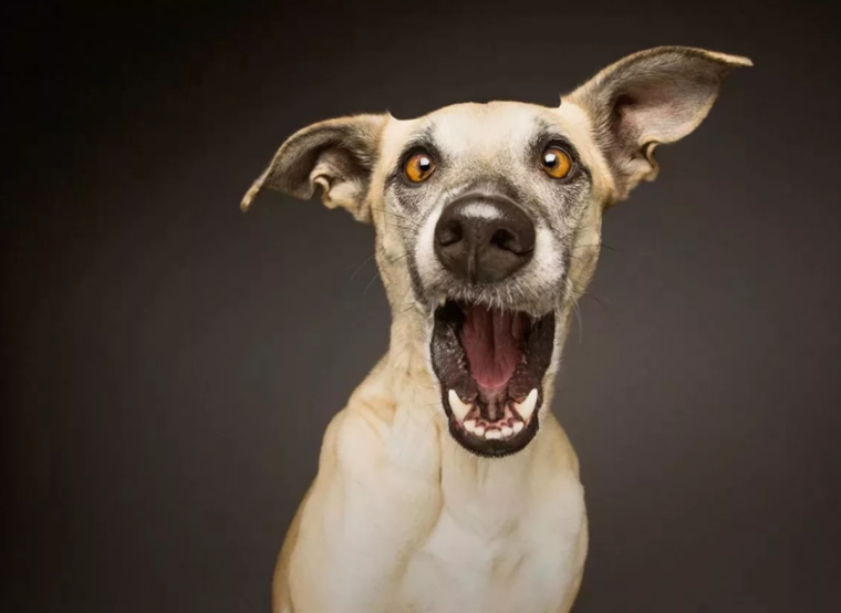 Смешные породистые собаки