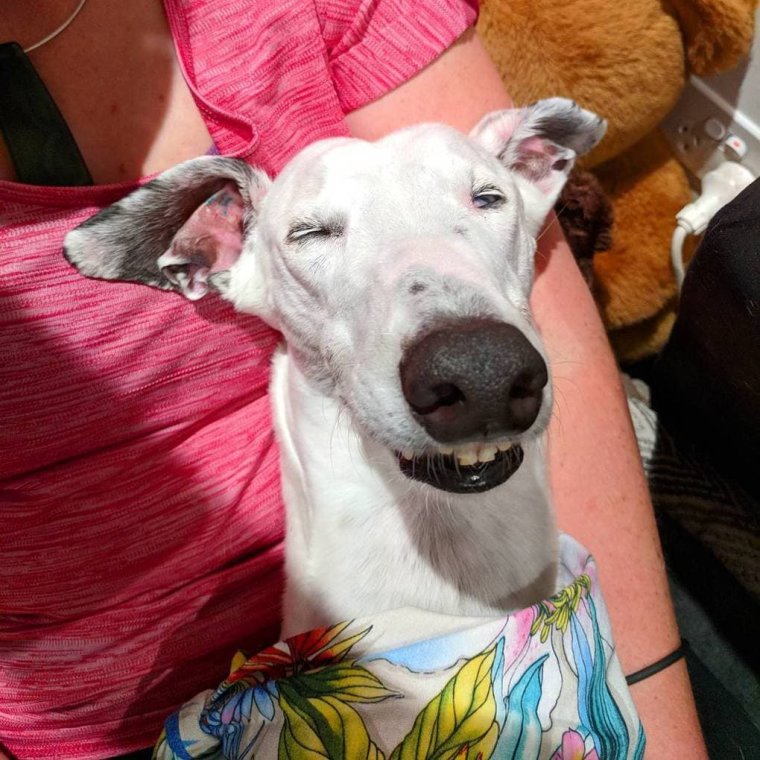 Необычные собаки