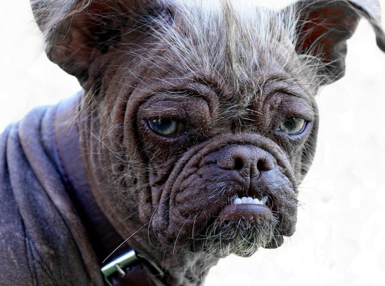 Помесь МОПСА И китайской хохлатой