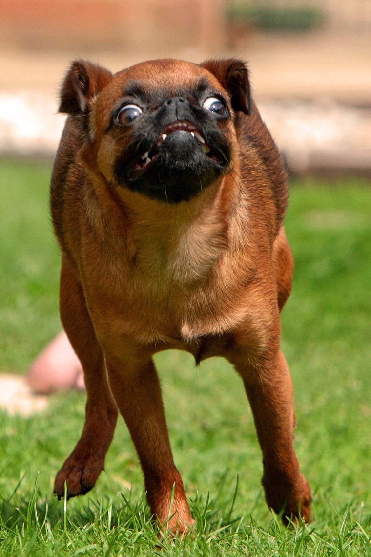 Гриффон Пти брабансон