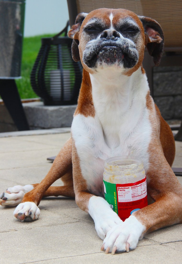 Смешные боксеры собаки