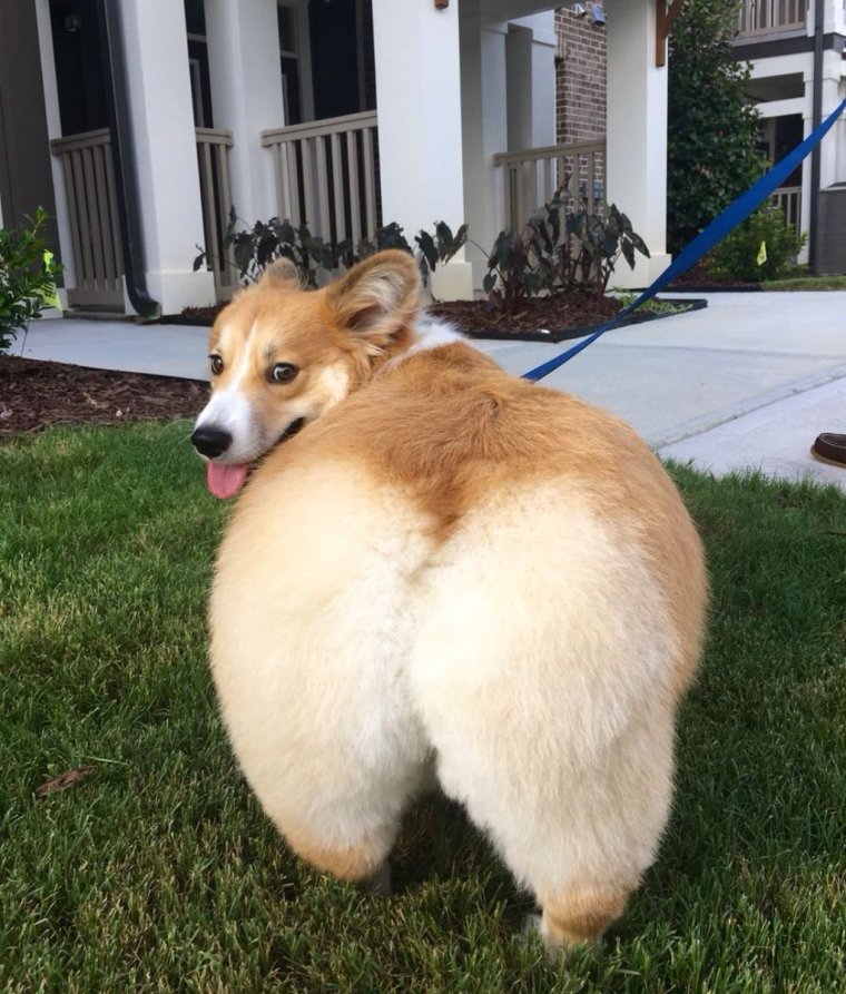 Китайская хохлатая собака лысая