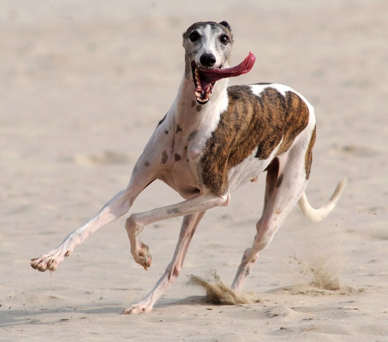 Чивини Туна