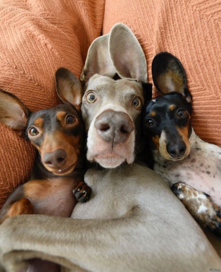 Смешные породы собак