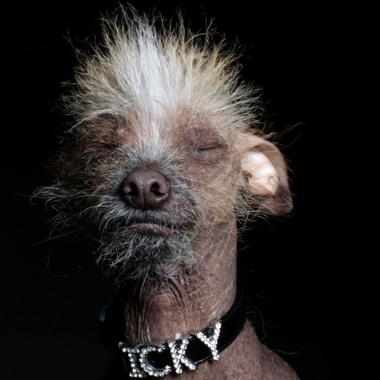 Марни собака