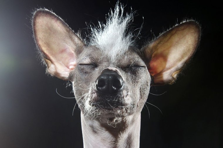 Мексиканская хохлатая собачка