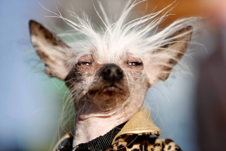 Китайская хохлатая собака страшная