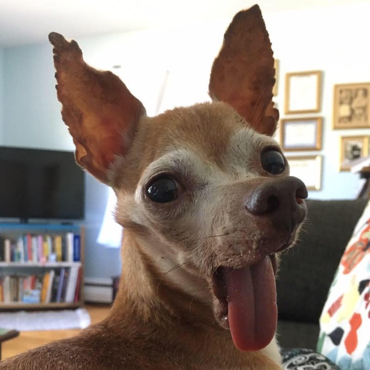 Смешные породы собак