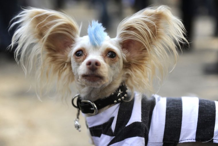 Левретка Заппа собака