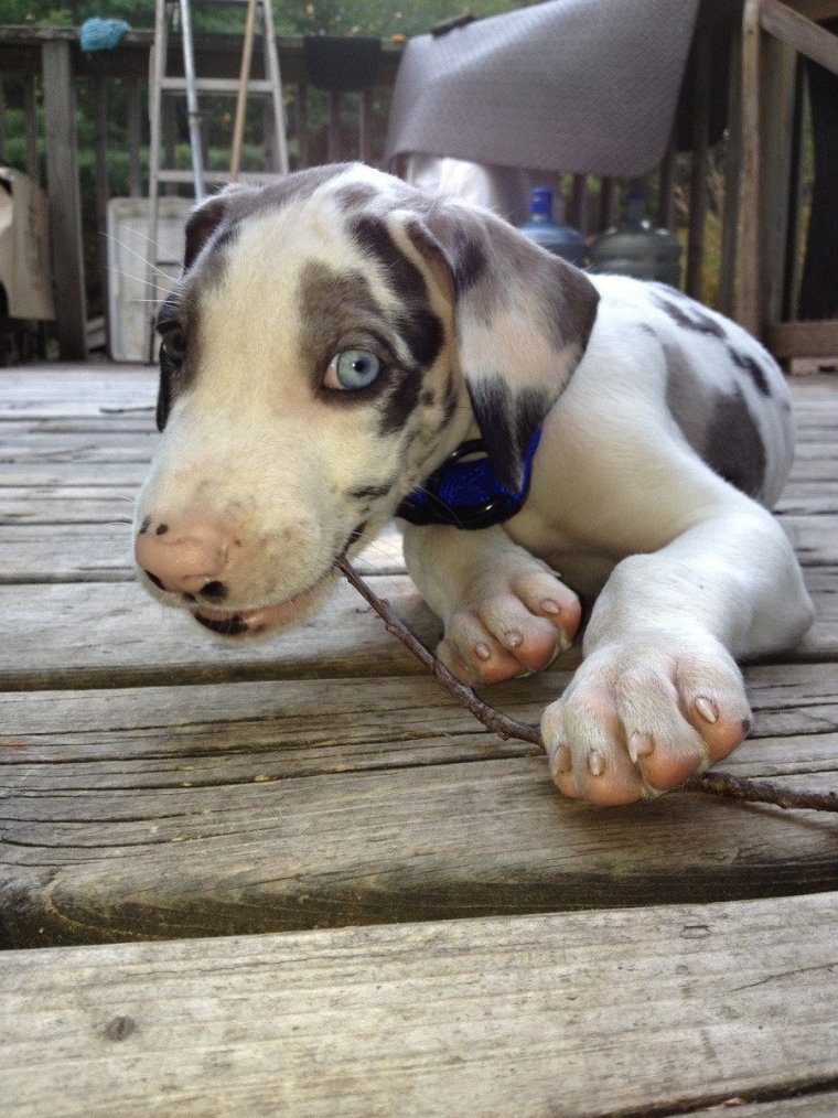 Чихуахуа китайская хохлатая