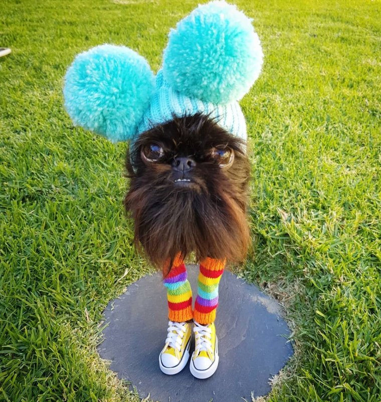 Бельгийский гриффон собака кальмар