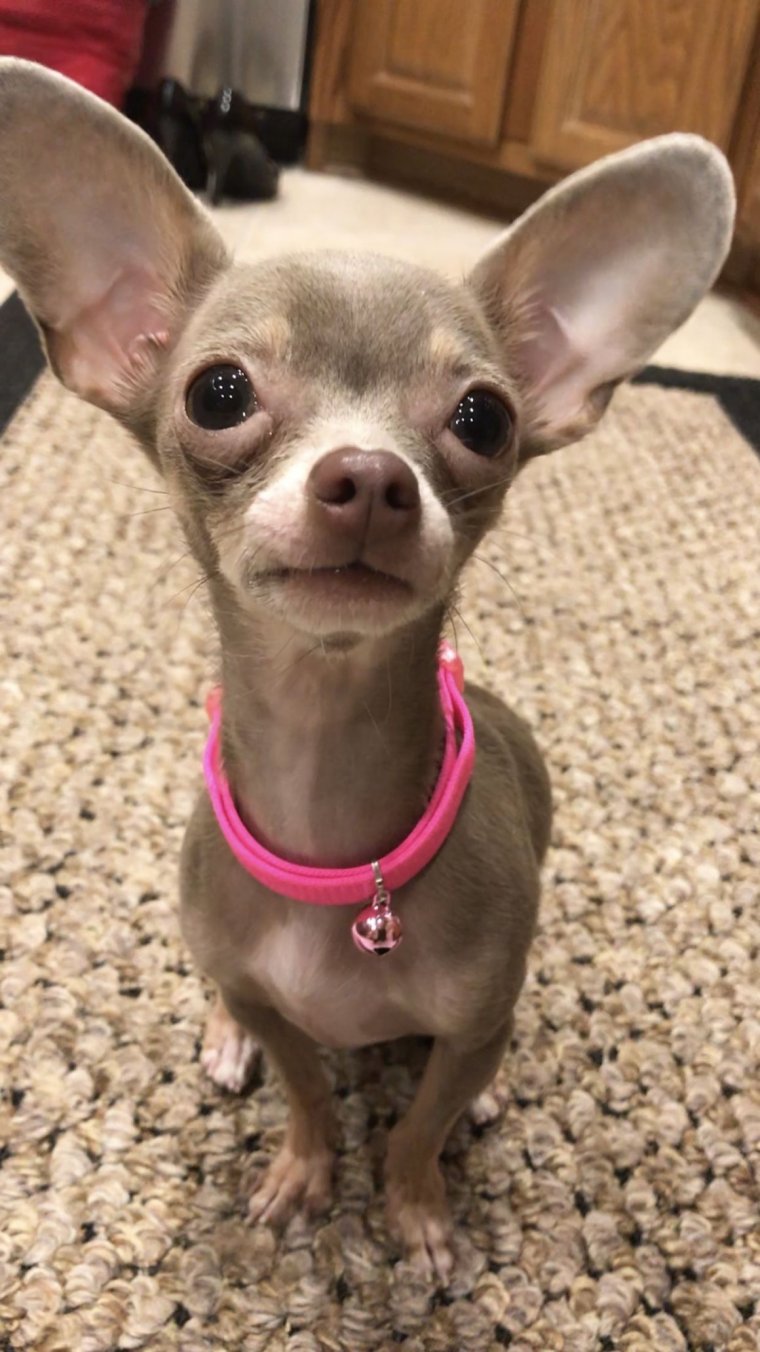 Чихуахуа лопоухий