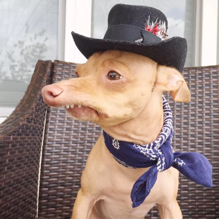 Китайская хохлатая Сэм