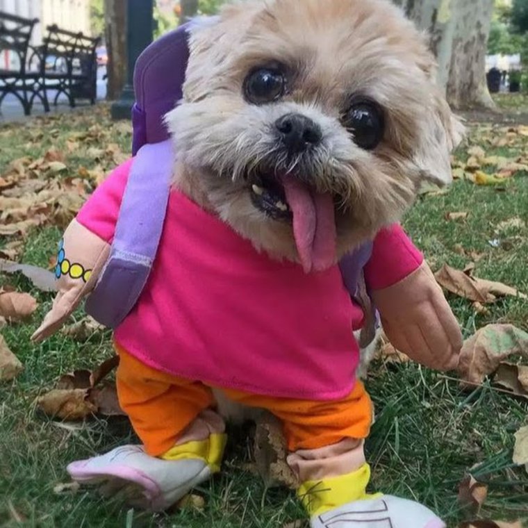 Бельгийский гриффон