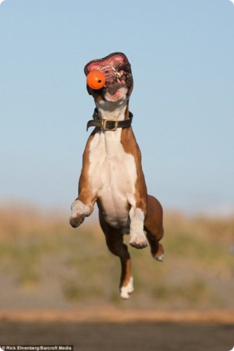 Чихуахуа китайская лохматая