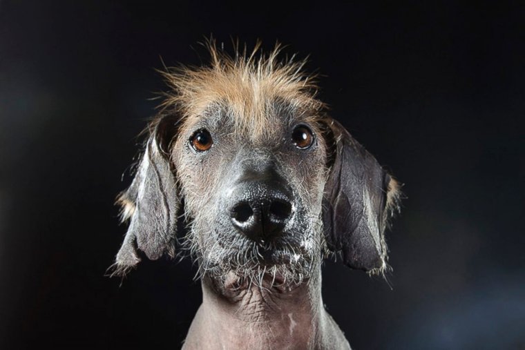 Чихуахуа китайская хохлатая