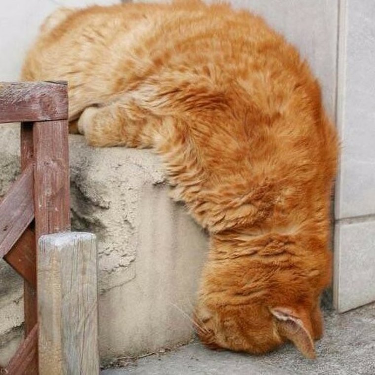 Кот устал