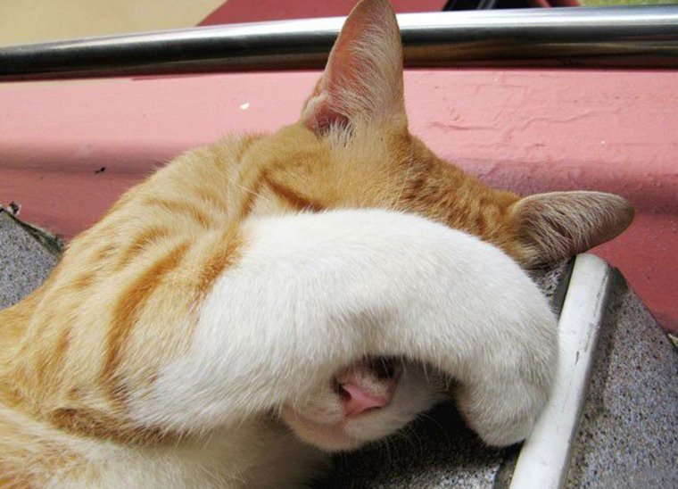 Коты понедельник