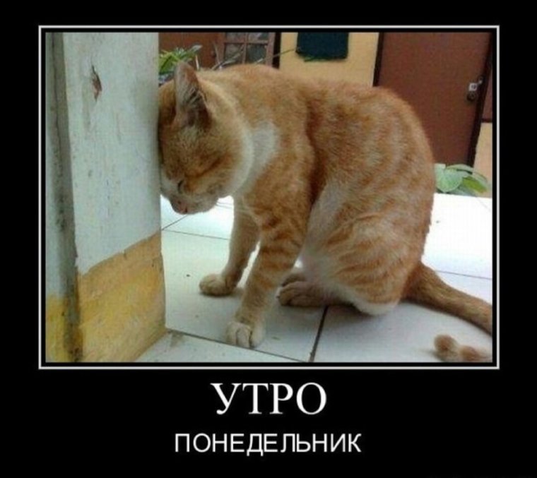 Утро понедельника